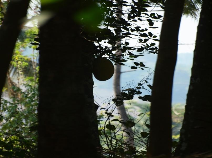 Hotel Chedi Spring Valley Athirappilly Exterior foto